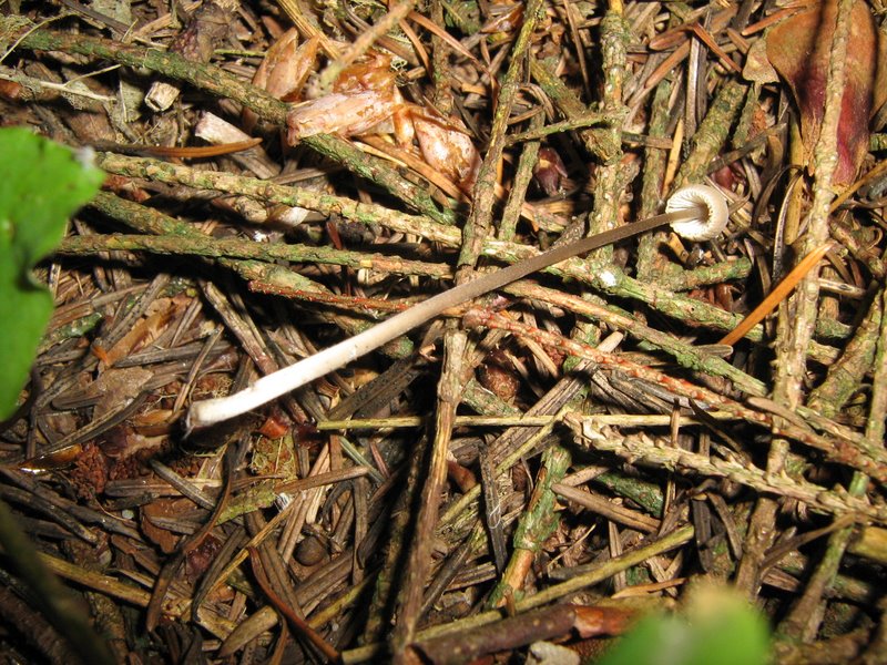 Ancora da Le Piastre (PT)